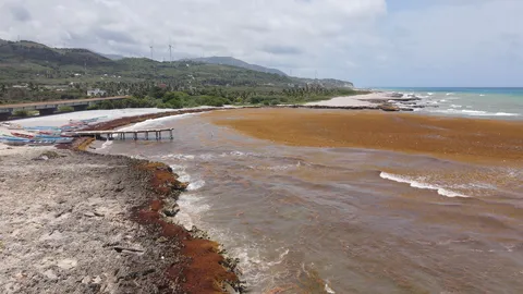 Sargazo — LOS COCOS PEDERNALES (Sur)